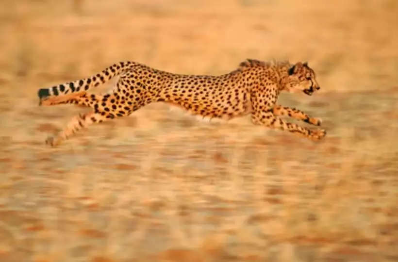 cheetaj